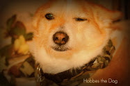 Click on Hobbes our Mascot Dog to learn  how to leverage your time and your money to build a...
