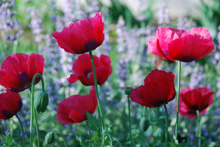 Vert: Poppies Bloom Day
