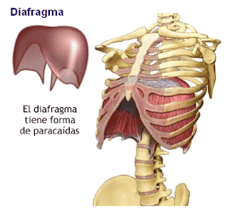 diafragma.gif