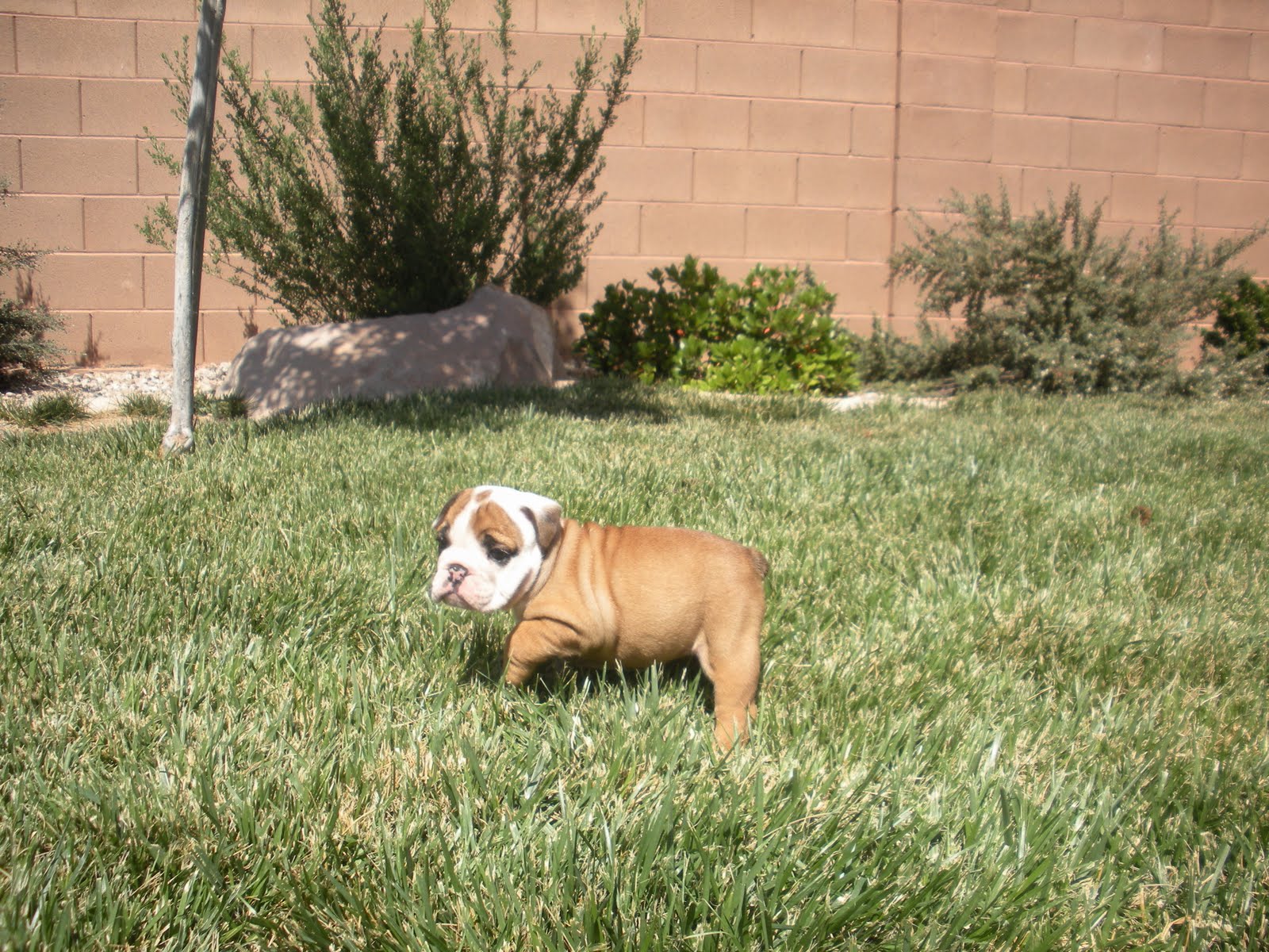 gubler crew: Almost 6 Week Old English Bulldog Puppies