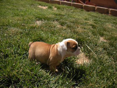 gubler crew: Almost 6 Week Old English Bulldog Puppies
