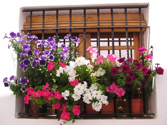 [10.+Ole,+Ole!!!+los+balcones+de+Granada....JPG]