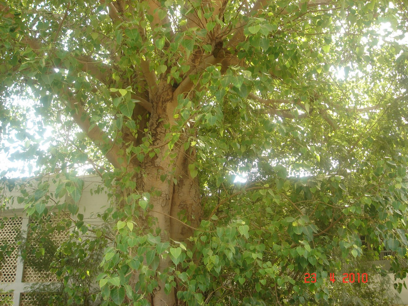 Under the Peepal Tree - JungleKey.in Image