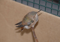 hummingbird released fly yollis mrs classroom birdy finally ready could