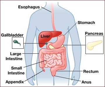 Imagenes del intestino delgado