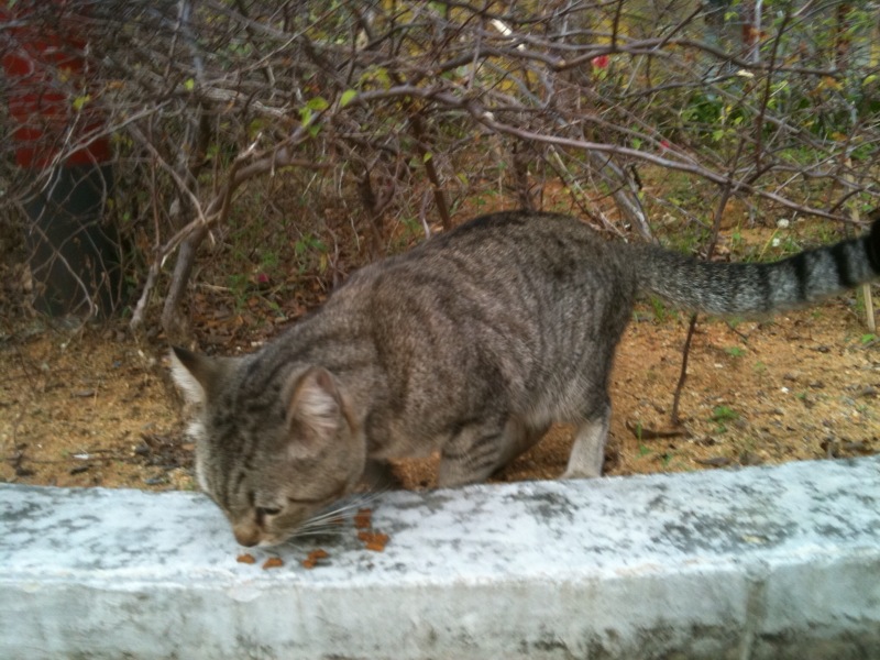 Singapore Community Cats Dangers of allowing your home cats to roam out!