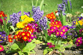 wild flower #1