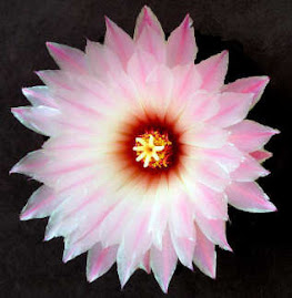 wild flower #4