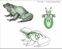 The Circulation System of Frog