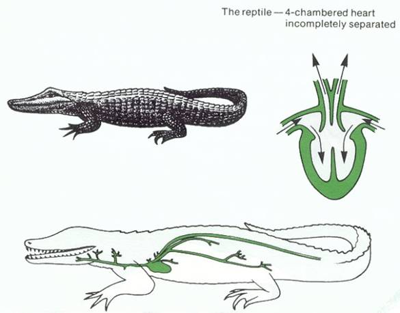 The Circulation System of Reptiles
