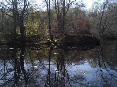 Mondo Ponds, Milford, CT 2009
