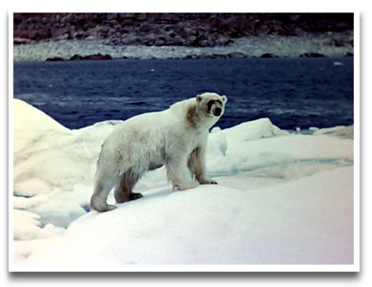 [Polar+Bear.jpg]