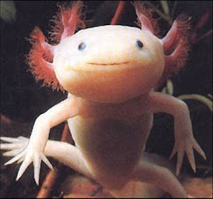 El Axolotl,