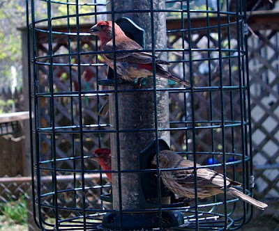 Dendroica: House Finches, Disease, and Bird Feeders