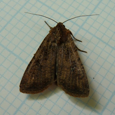 Dendroica: Two More Moths