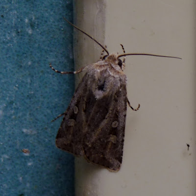 Dendroica: More Late Season Moths