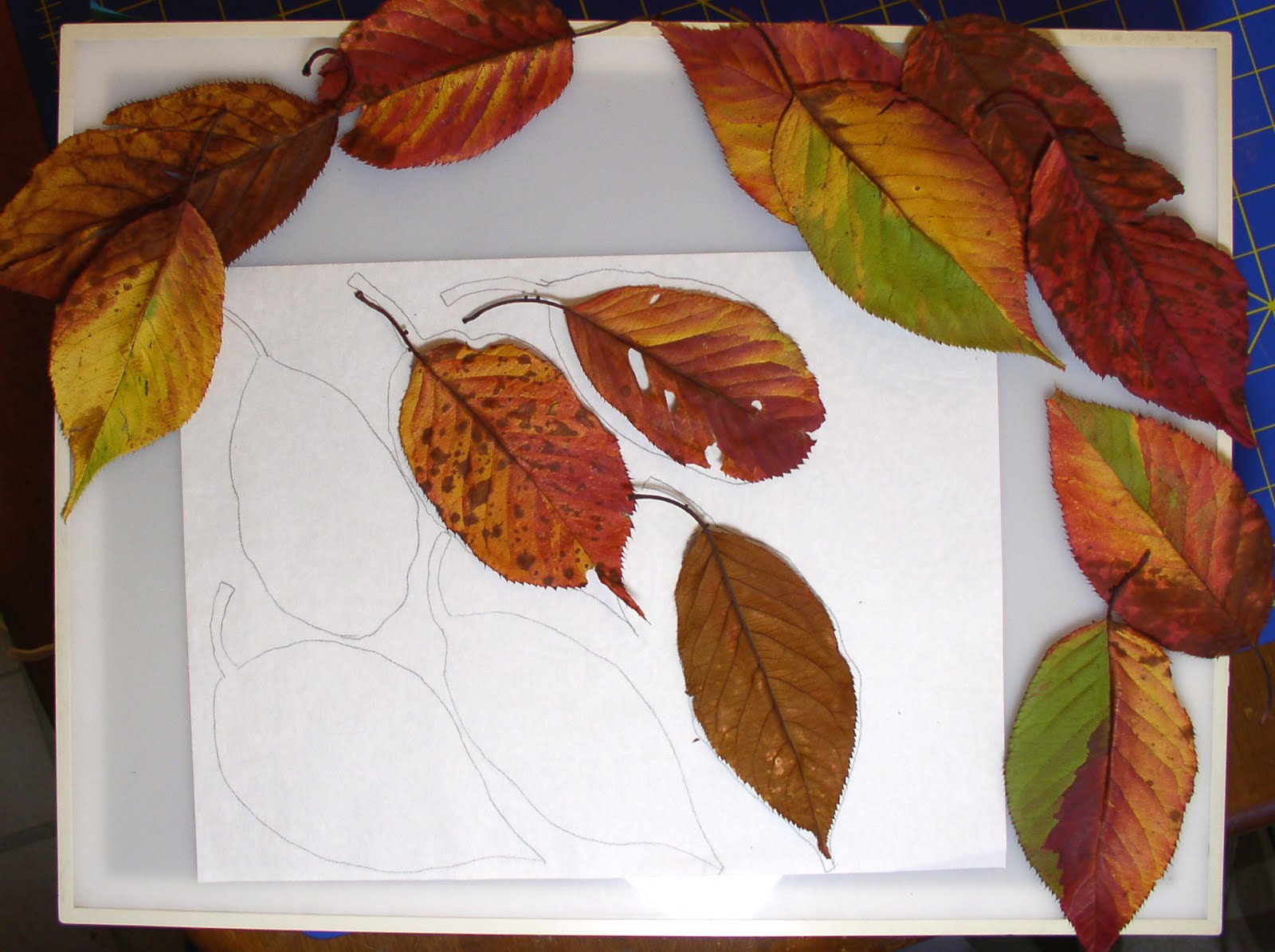 [Cow+Pony+Tracing+Leaves.jpg]