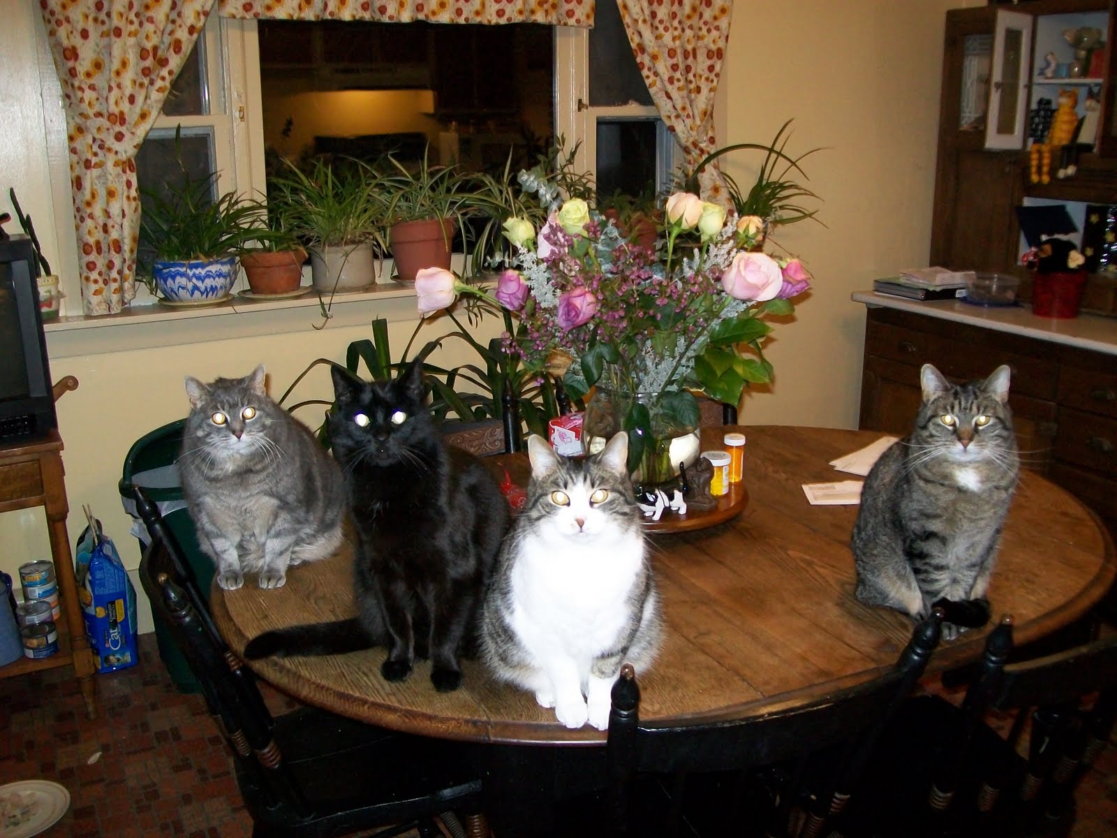 Jill Baron, Illustration. Cats on the Table