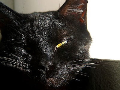 gatto+nero