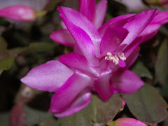 Christmas cactus