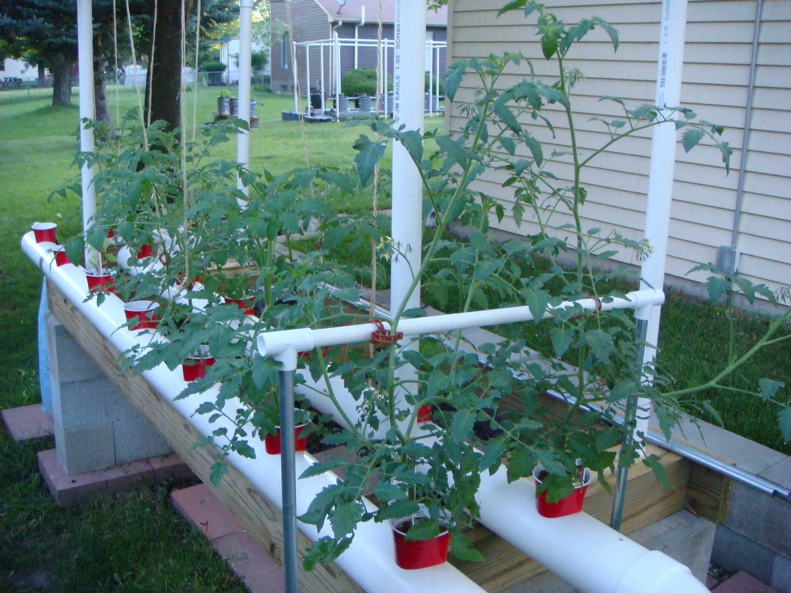 Tom's Gardening Area Plant support to keep plants from being wind blown