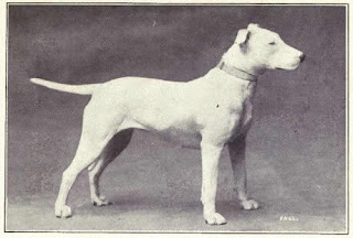 dogs terrier bull head pedigree exposed never borzoi backs hump