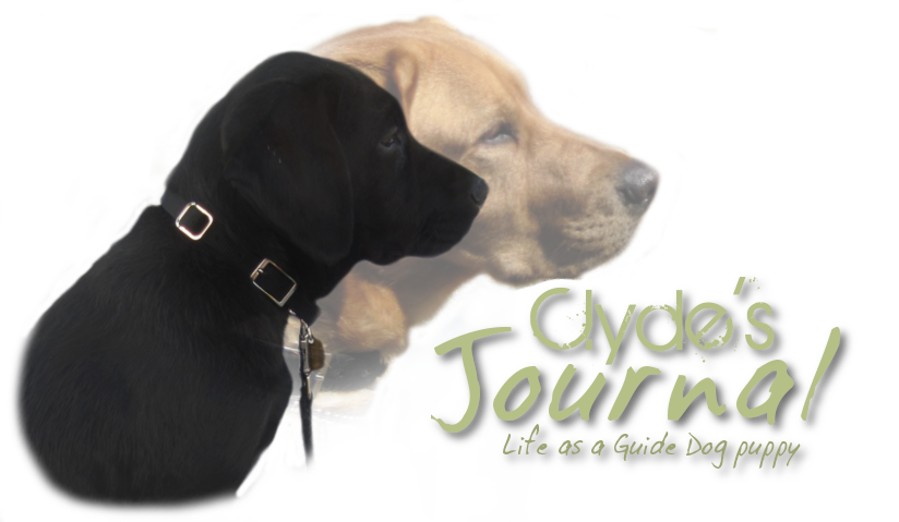 Clyde's Journal: Life as a Guide Dog puppy