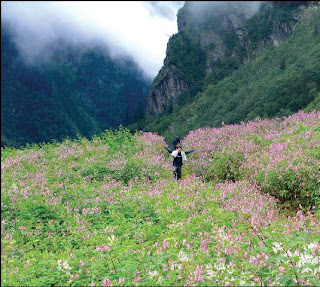 Valley of Flower