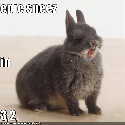 [funny-pictures-rabbit-is-about-to-have-an-epic-sneeze.jpg]