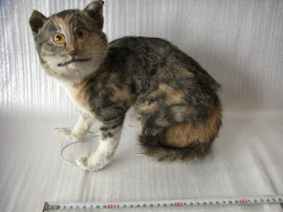Crappy Taxidermy of the Day Seen On www.coolpicturegallery.net