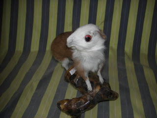 Crappy Taxidermy of the Day Seen On www.coolpicturegallery.net