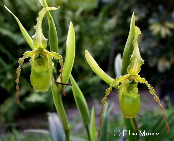 Cuidado de orquídeas: Phragmipedium Boissierianum ~ Orquídeas del Perú