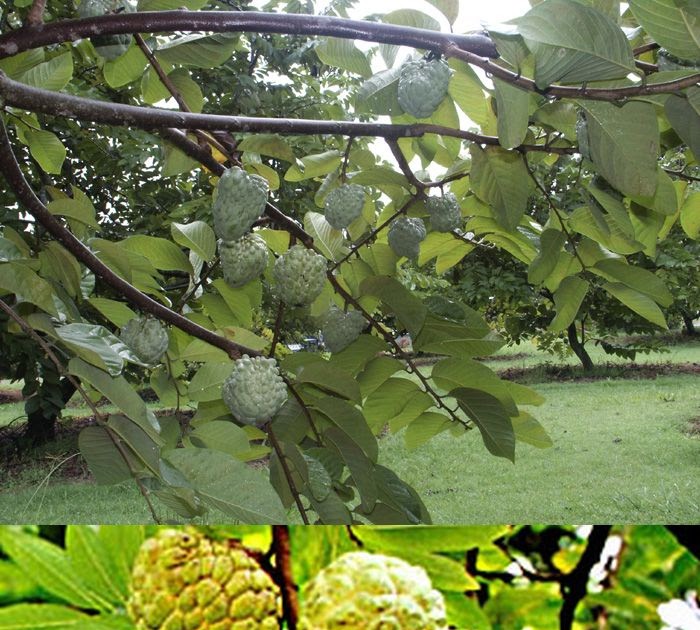 Raghu's column! It's Custard Apple season!