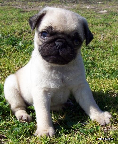 pug carlino recien nacido