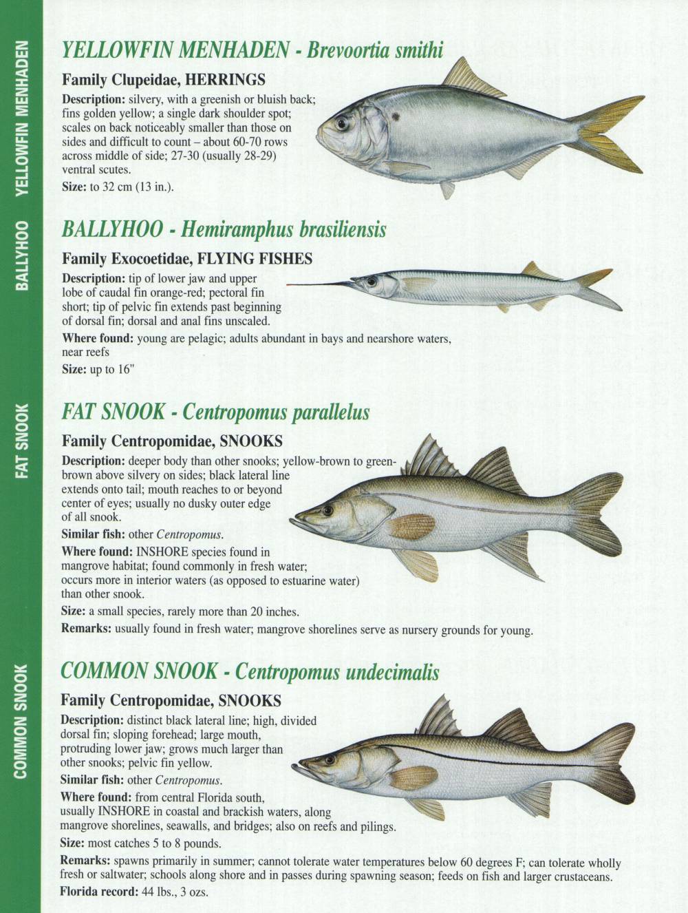 Crystal River Fishing Report: Florida Gulf Fish Identification Charts
