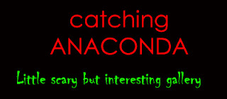 anacondacatcher0.jpg