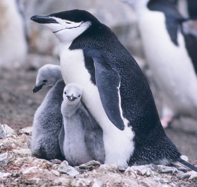 [wikiChinstrapPenguinWithBabies.jpg]