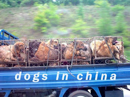 Daily, thousands of dogs, many former pets, are inhumanely caged, beaten, tortured and killed.