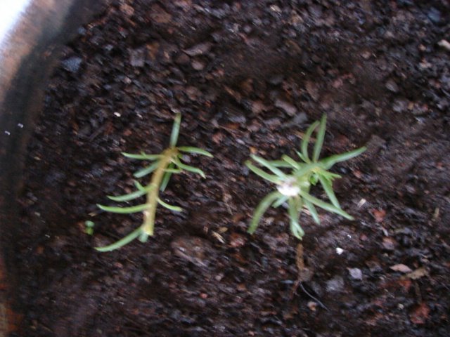 [DSC03141.JPG]