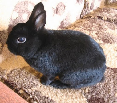 Chciałabym Wam pokazać mojego żywego króliczka Trunia ;-)