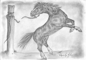 Cavalo Crioulo - #Repost @jpedrokrech ・・・ Coisa que eu acho bem linda, um  potro de queixo atado. Desenho com papel A3 e grafite graduado. A foto que  usei de referência é do @
