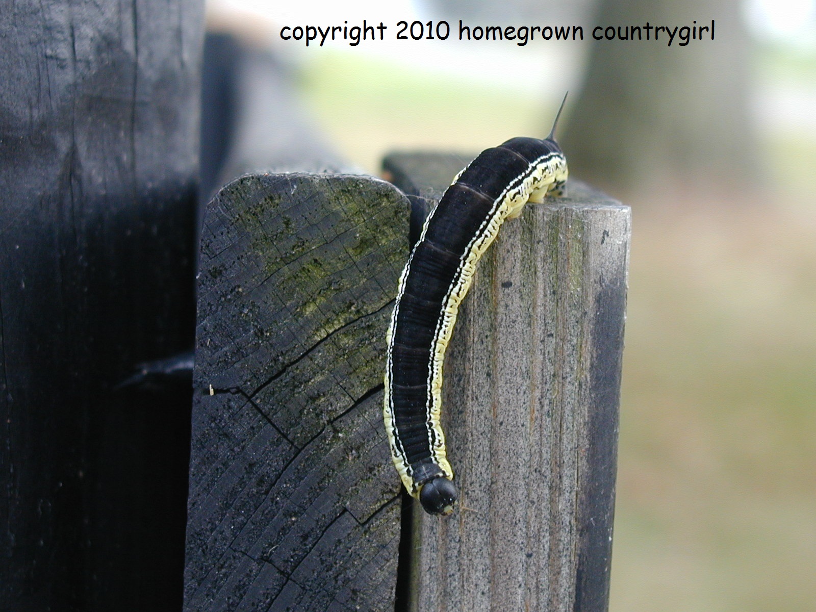 homegrown countrygirl The Sphinx A Catawba Worm Story for Halloween