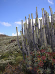 SANTUARIOS DE FLORA