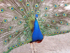 You can see who the Ham is Here!