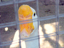 Officer, I was only doing 40 in a 20 mile zone. (Opps)