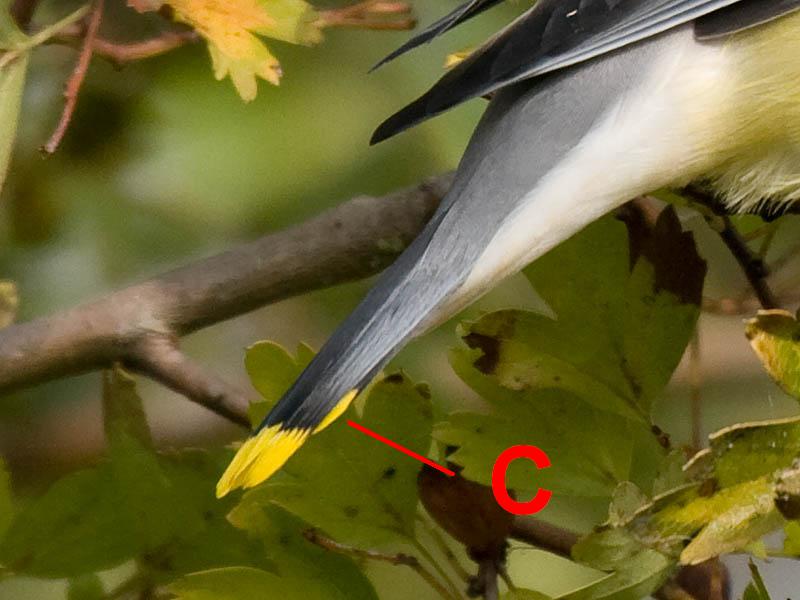 More on the Cedar Waxwing Pacific NW Birder