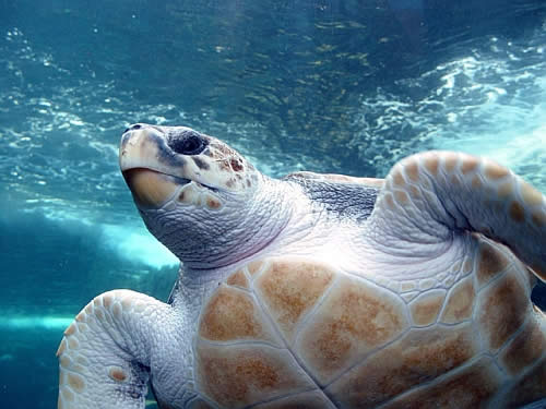 [loggerhead-sea-turtle1.jpg]