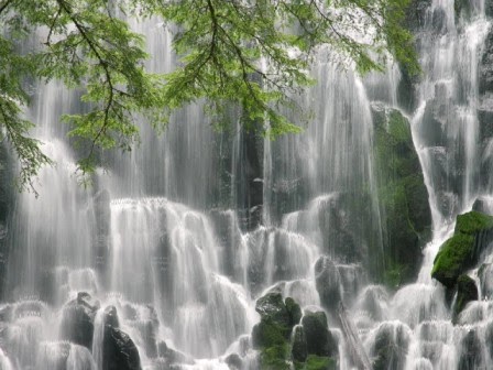 Bunga Sakura Wallpaper Bergerak Pics Download