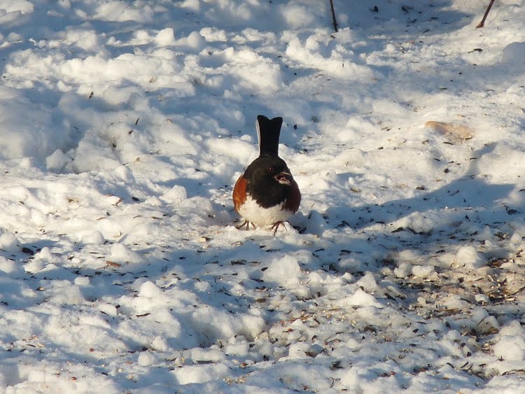 Connecticut Audubon Society Birds of late January