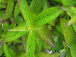 Marvellous Mint